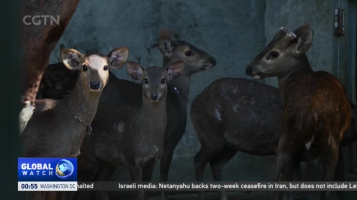China Brings Extinct Hog Deer Back From the Brink