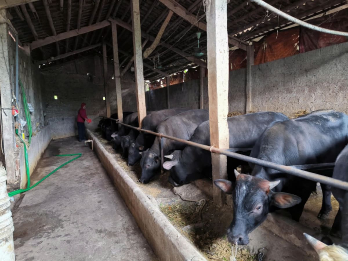 Northern Vietnam Transforms Beef Industry for Climate Future