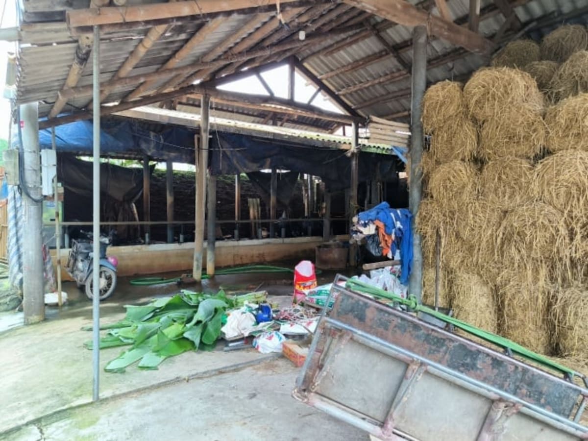 Northern Vietnam Transforms Beef Industry for Climate Future - Image 4
