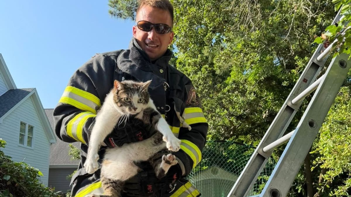 Beaufort Firefighters Rescue Cat Named Johnny Cash from Tree