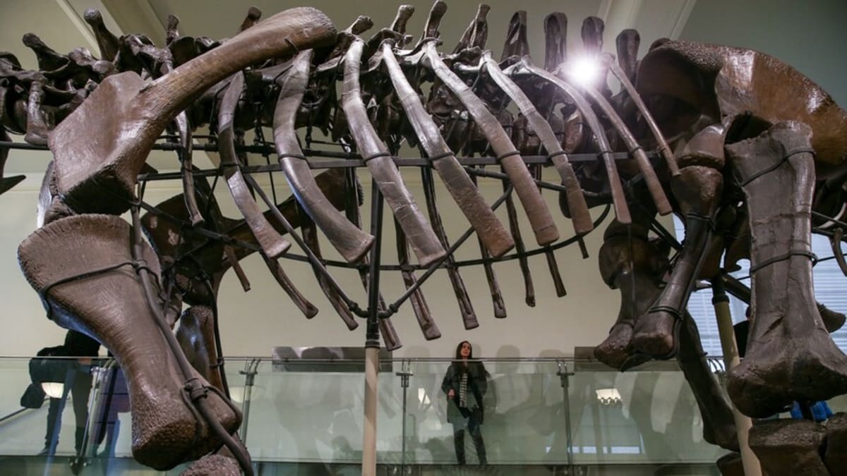 Antarctica's First Dinosaur Fossil Confirmed After 40 Years