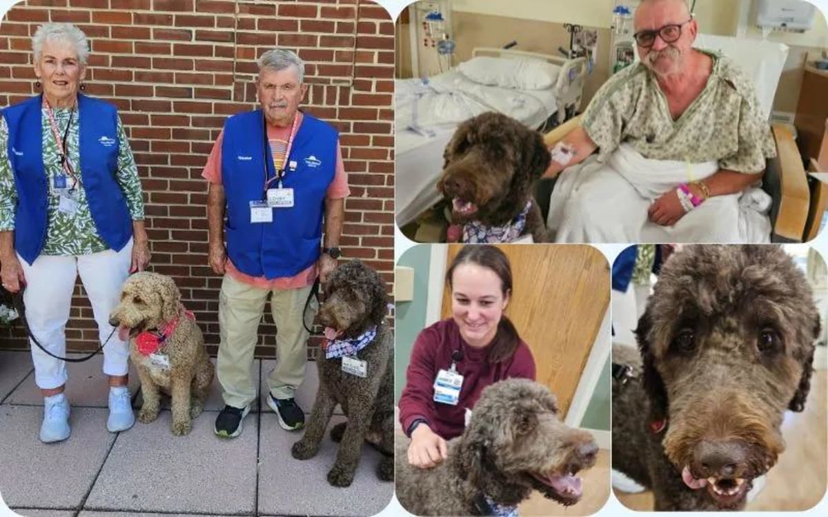 Therapy Dogs Bring Joy to WellSpan Hospital Patients - Image 2