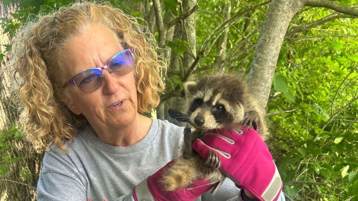 Three small baby raccoons rescued from inside hollow tree by Buxton firefighters