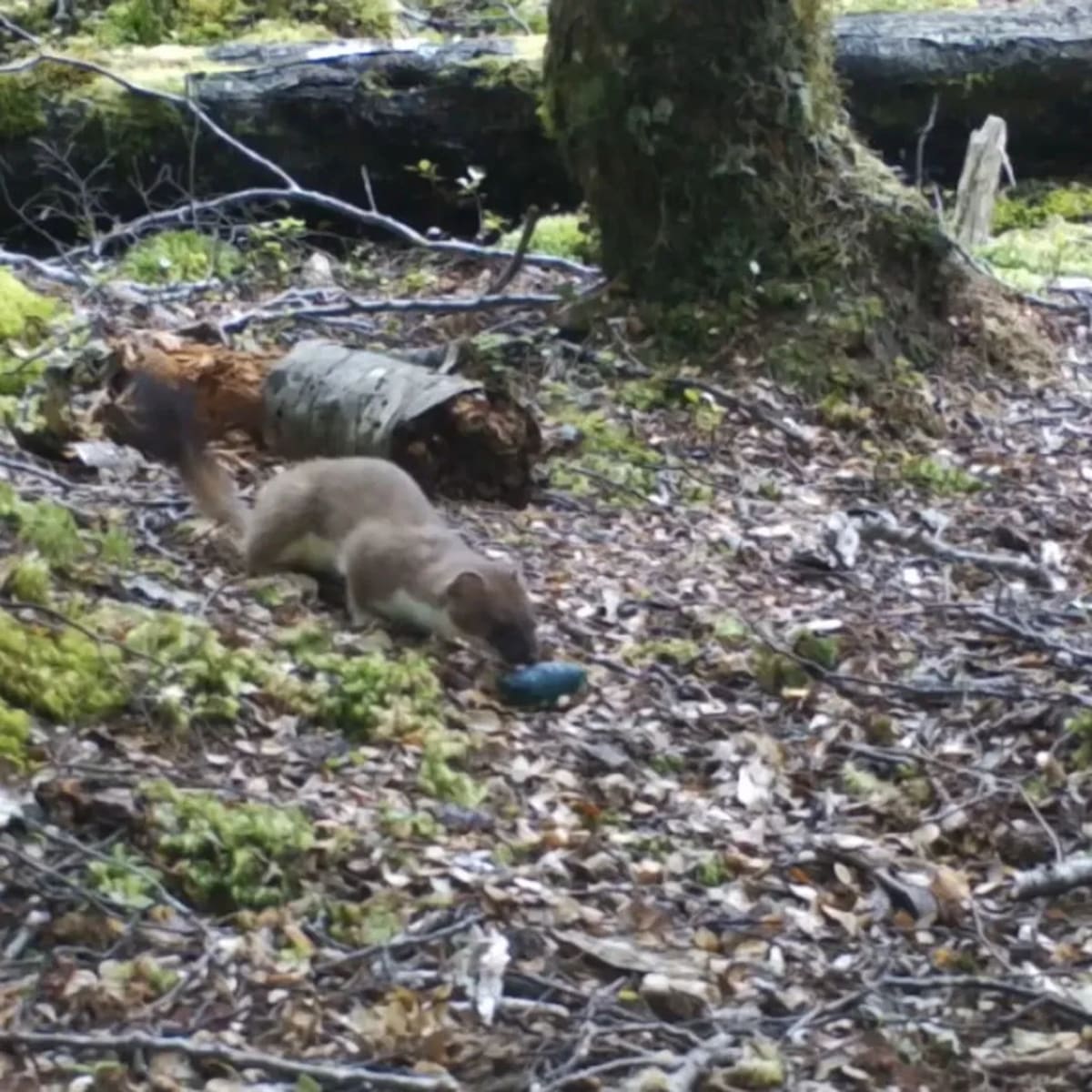 New Zealand Bait Cuts Stoat Numbers 95% in Key Kiwi Win