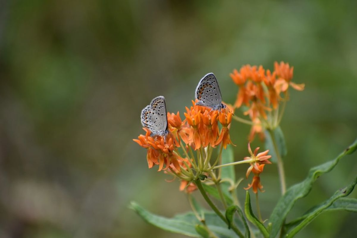 Orange and blue Karner Blue butterfly resting on purple wildflowers in Wisconsin nature preserve