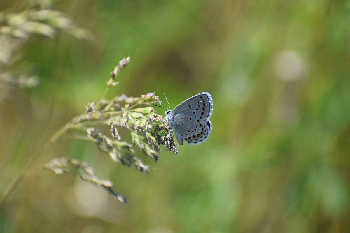 Wisconsin Calls Volunteers to Save Endangered Butterfly