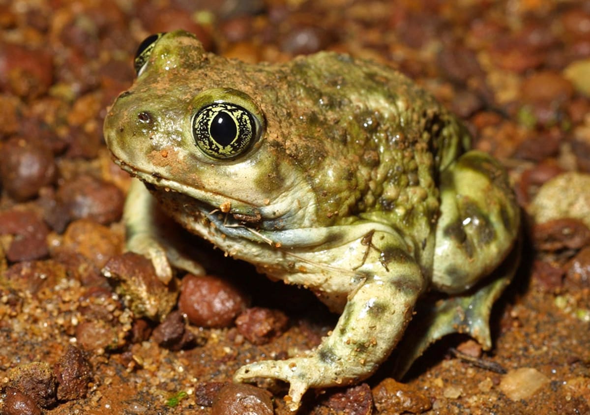 Small western spadefoot frog sitting on soil with solar panels visible in background