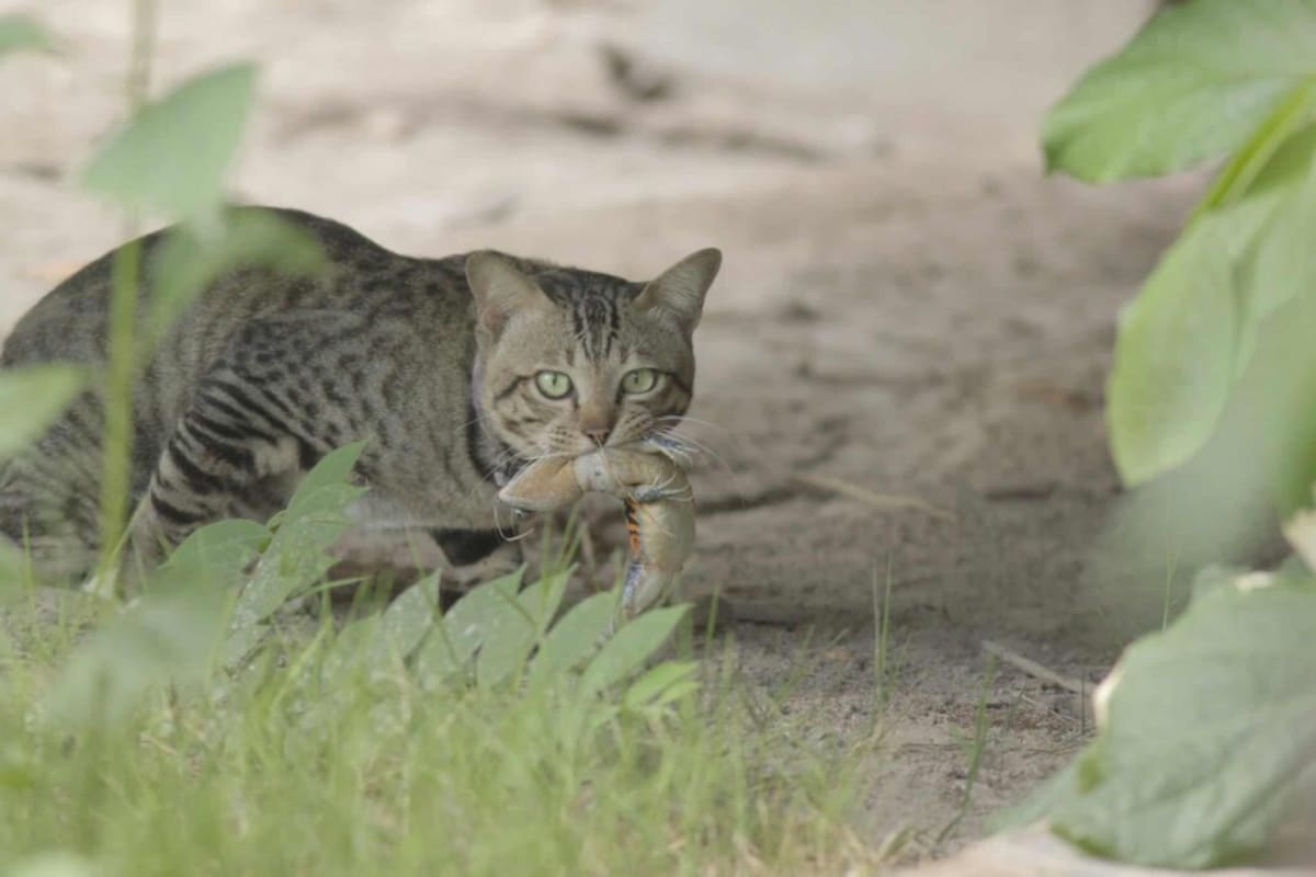 Puerto Rico Brings Back Endangered Toads Through Forests - Image 2