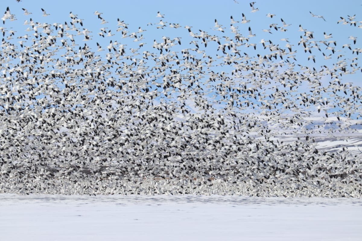 Puerto Rico Brings Back Endangered Toads Through Forests - Image 3