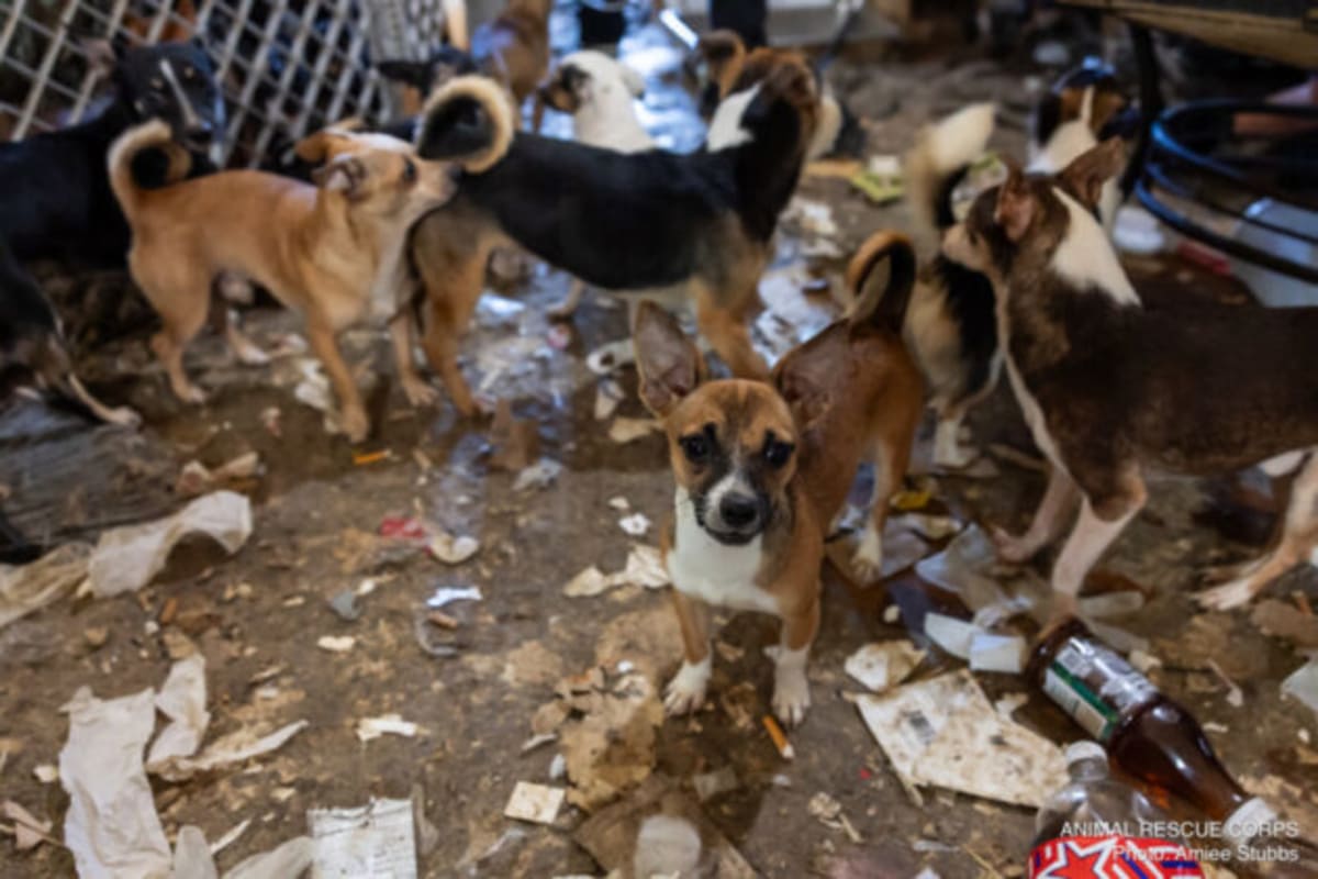 133 Chihuahuas Rescued in Tennessee, Now Healing - Image 5
