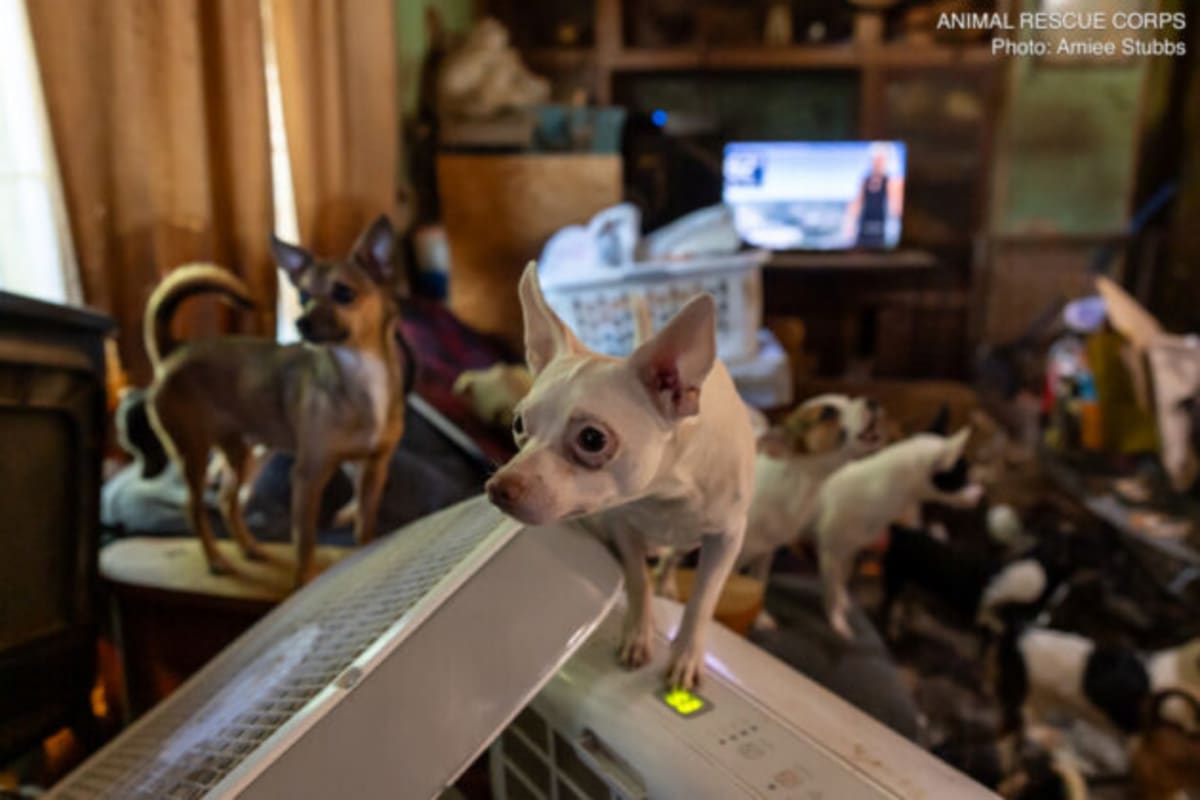 133 Chihuahuas Rescued in Tennessee, Now Healing - Image 4