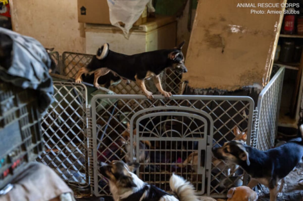 133 Chihuahuas Rescued in Tennessee, Now Healing - Image 3