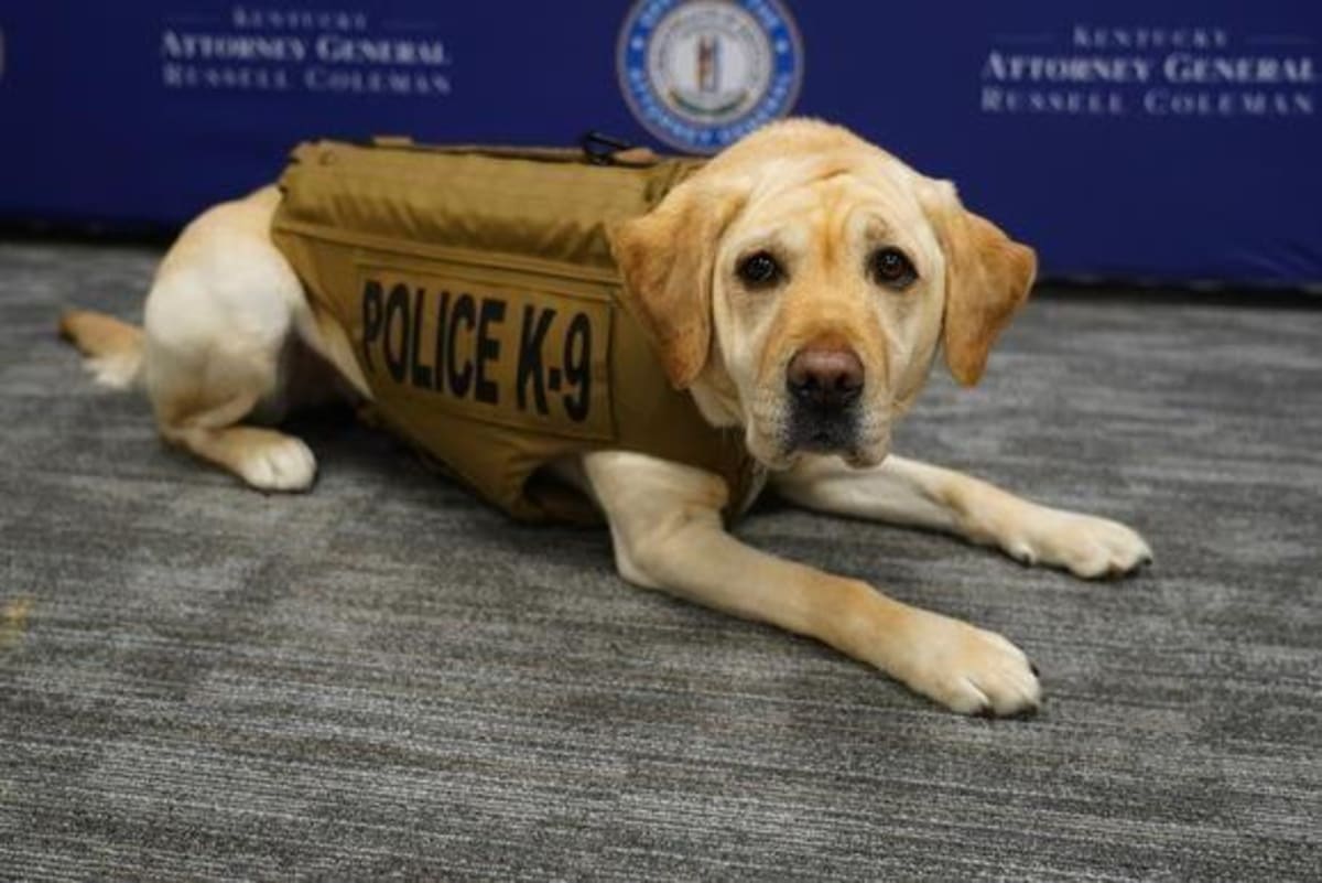 Yellow Labrador K9 Charity wearing protective vest with Kentucky law enforcement handler