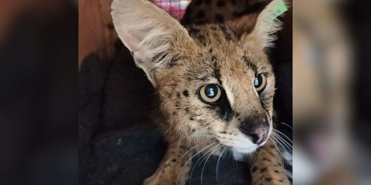 Injured Serval Makes Full Recovery After Fence Rescue