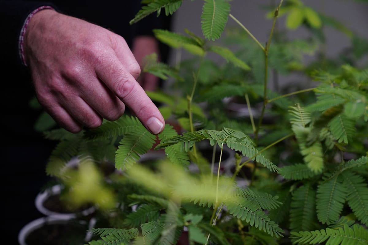 Plant With No Brain Can Count, Study Finds - Image 3