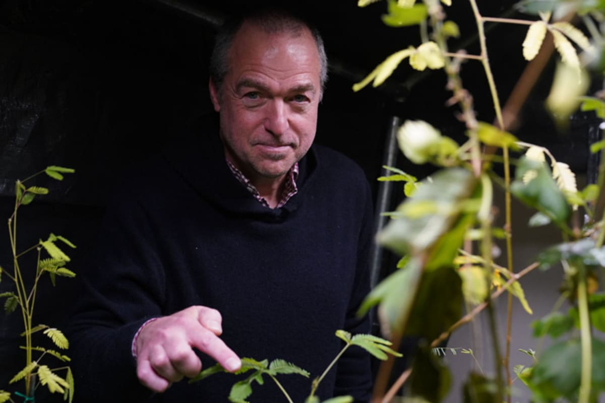 Plant With No Brain Can Count, Study Finds - Image 4