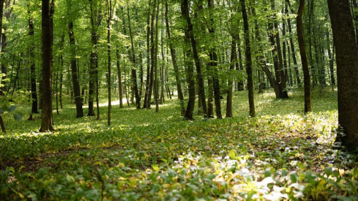 Moldova's Forest Festival Brings €25K to Rural Villages - Image 2