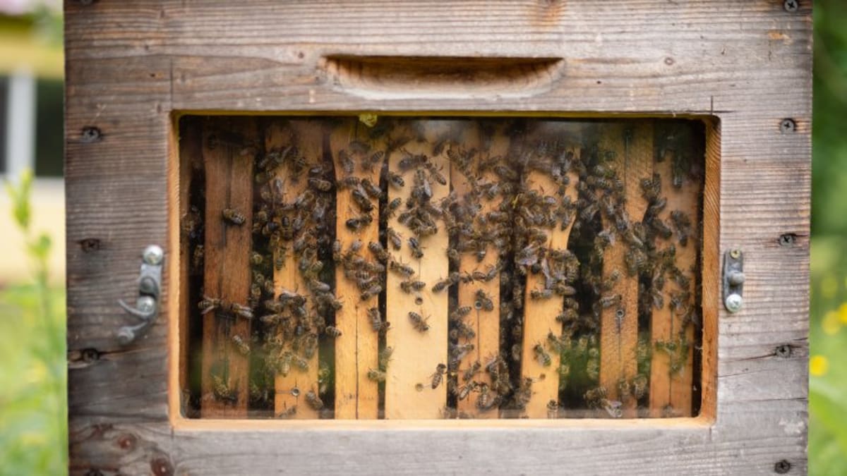 Moldova's Forest Festival Brings €25K to Rural Villages - Image 5