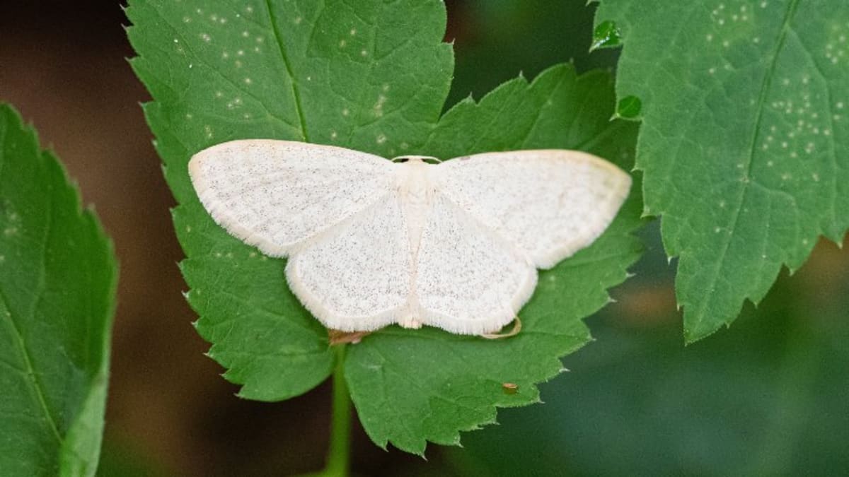Moldova's Forest Festival Brings €25K to Rural Villages - Image 4