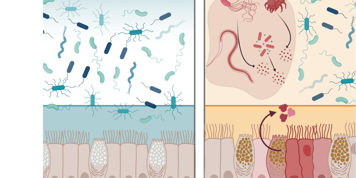 Microscopic illustration of protective proteins defending intestinal lining from bacterial infection