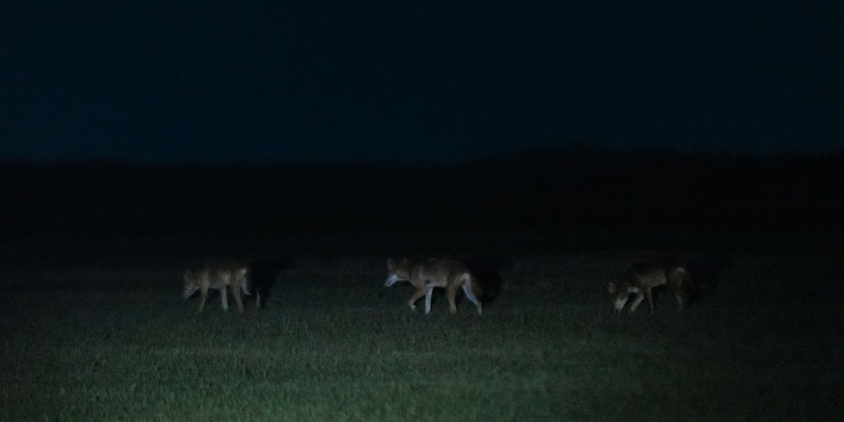 Red wolf pup, one of four cloned animals helping save endangered species