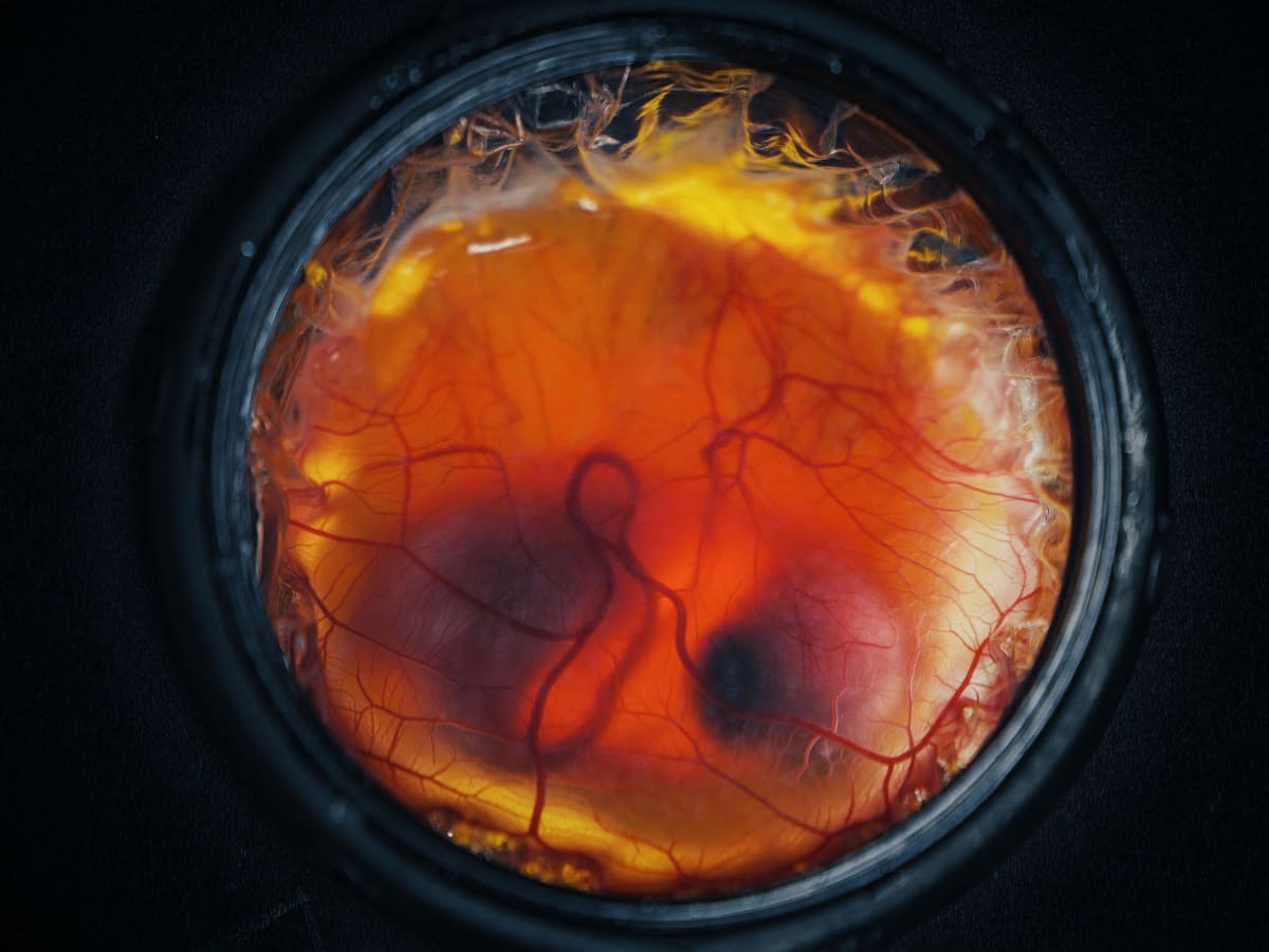 Scientists Hatch Chicks in 3D-Printed Artificial Eggs - Image 3