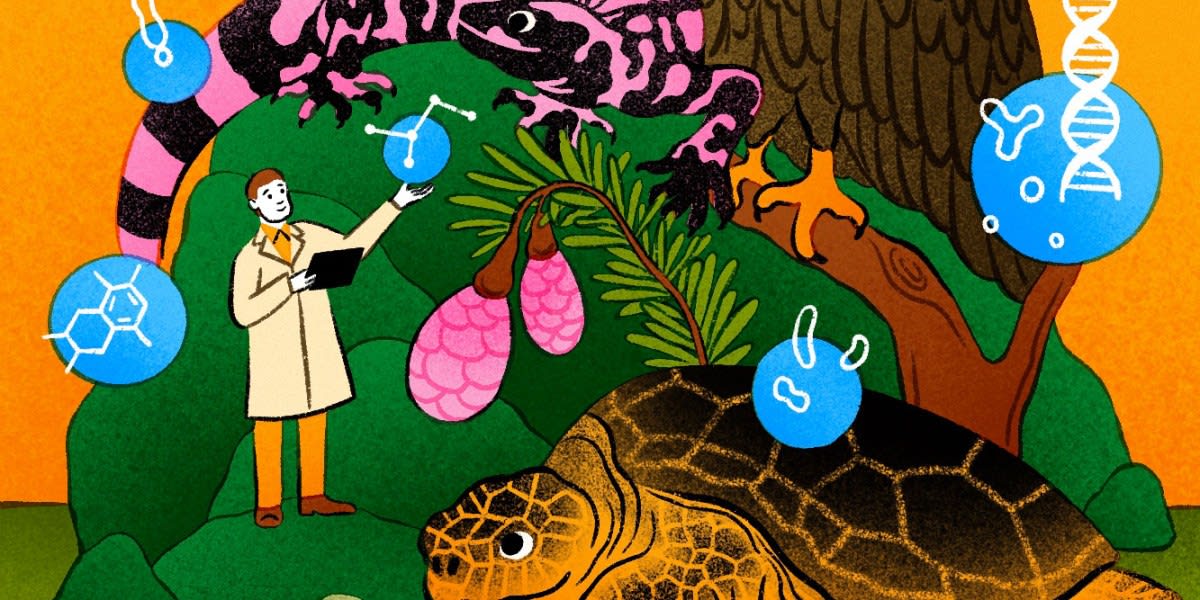 Chemist Designs Precision Drugs to Save Endangered Animals