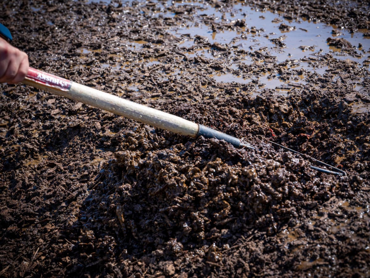 California Dairy Farms Use Worms to Cut Methane by 40% - Image 4
