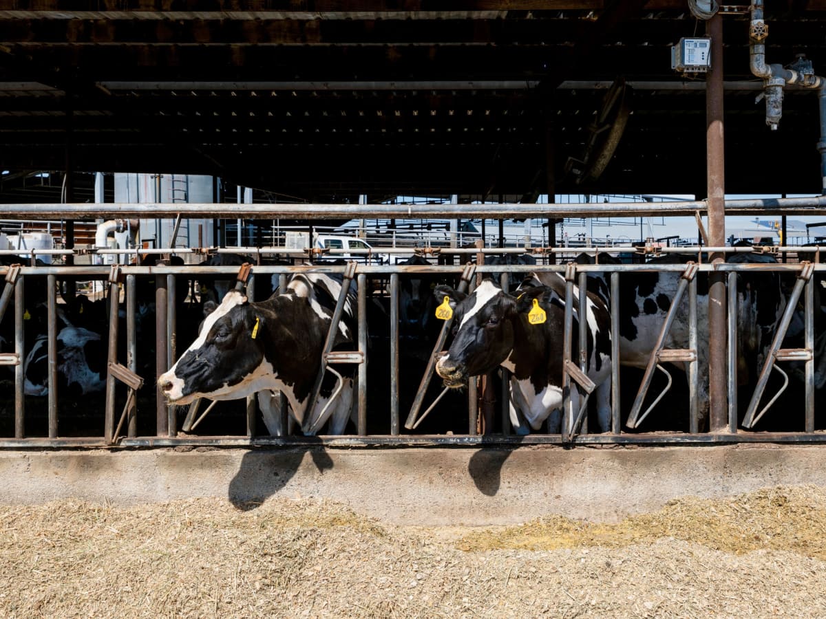 California Dairy Farms Use Worms to Cut Methane by 40%