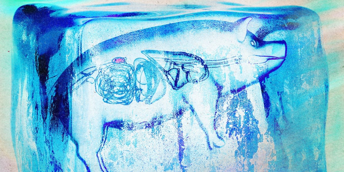 Transparent chamber device holding a preserved pig kidney in clear preservation solution