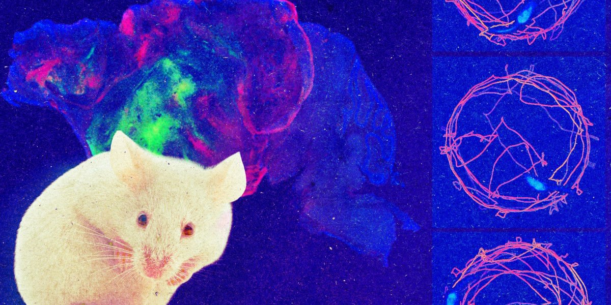 Human Brain Cells Help Mice Navigate Mazes at Stanford