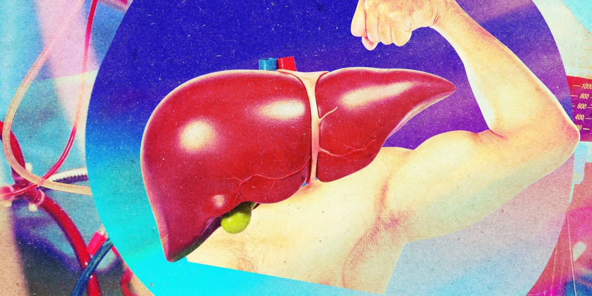 Medical perfusion machine pumping nutrients through donated liver organ in hospital laboratory setting