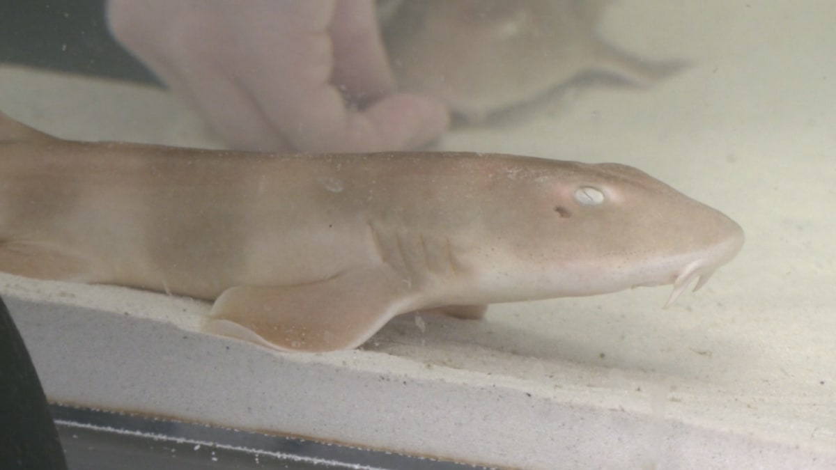 Concordia Cancels Classes to Celebrate Student Research - Image 4