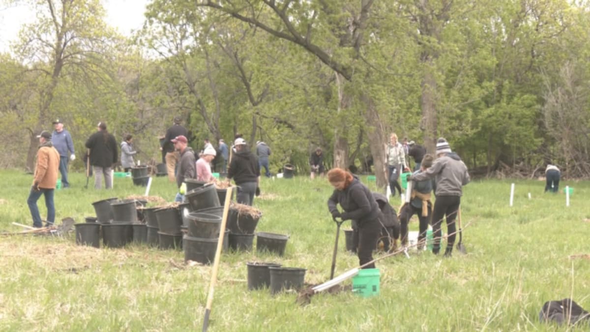 300 Trees Planted Along Red River in Moorhead - Image 2