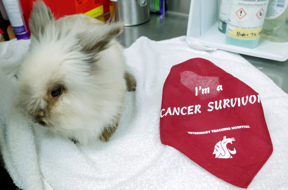 Small lionhead rabbit Henry wearing crimson cancer survivor bandanna at WSU veterinary hospital