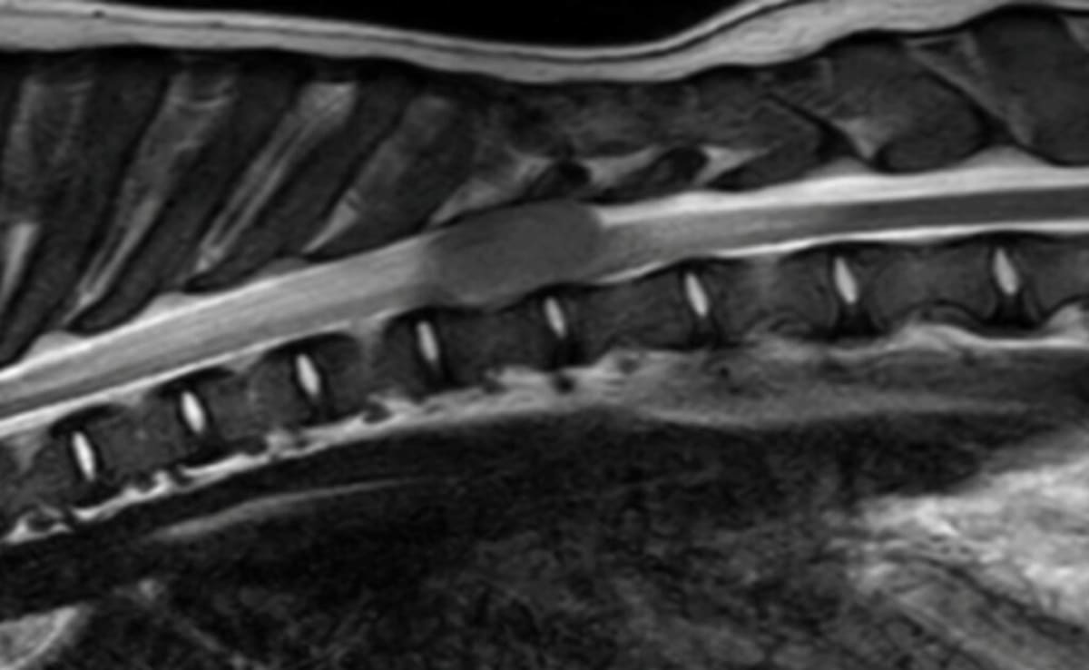 Puppy Beats Rare Spinal Cancer, Thrives in Wheelchair - Image 3