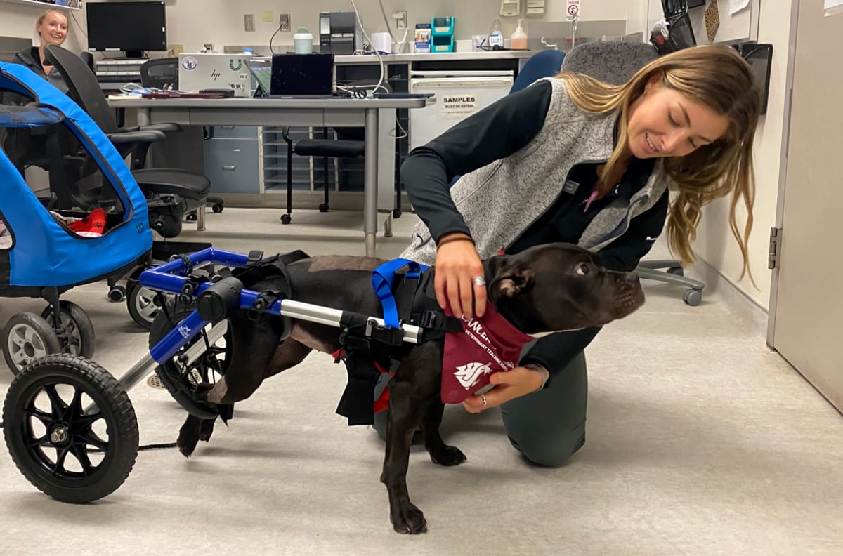 Veterinary student helps Winnie, an American bully puppy, into her custom wheelchair at WSU hospital