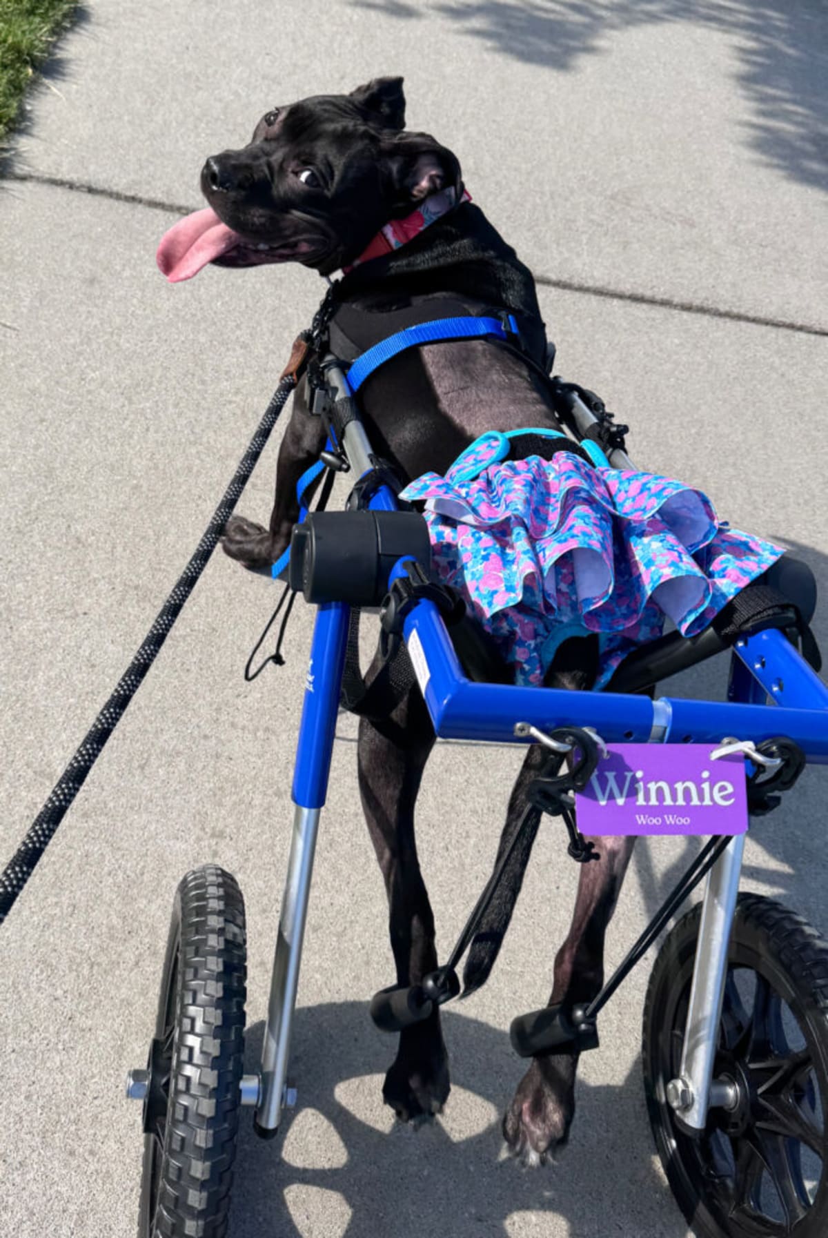 Puppy Beats Rare Spinal Cancer, Thrives in Wheelchair - Image 4