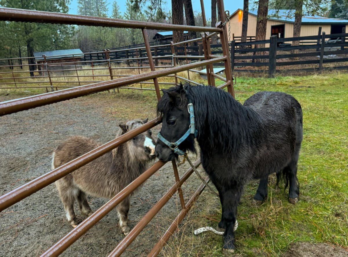 WSU Fund Covers Surgery for Fire Victim's Miniature Horse - Image 5