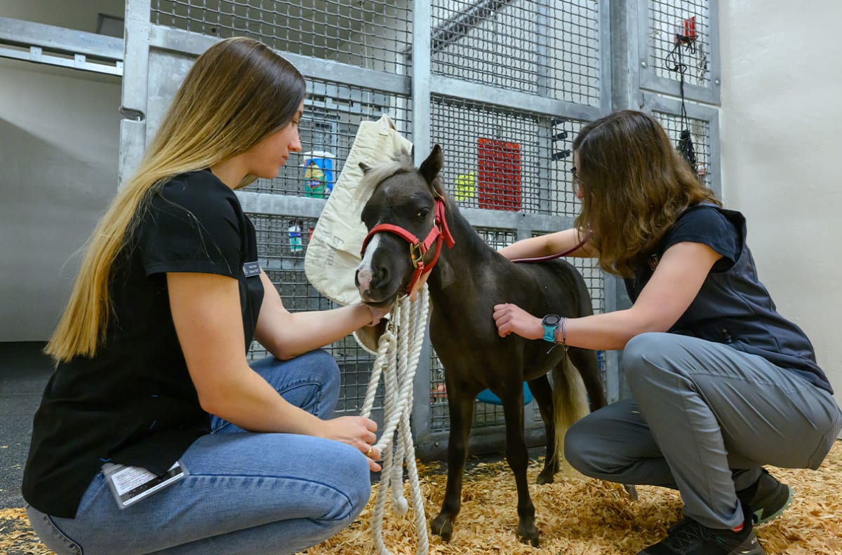 Miniature horse Dudley receiving care at WSU Veterinary Teaching Hospital after emergency surgery