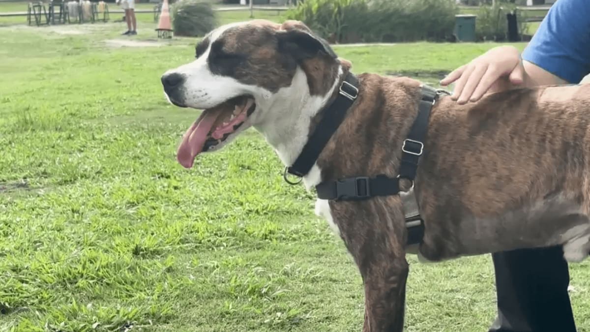 ** Happy dogs and cats at North Myrtle Beach Humane Society adoption center celebrating rescue milestone