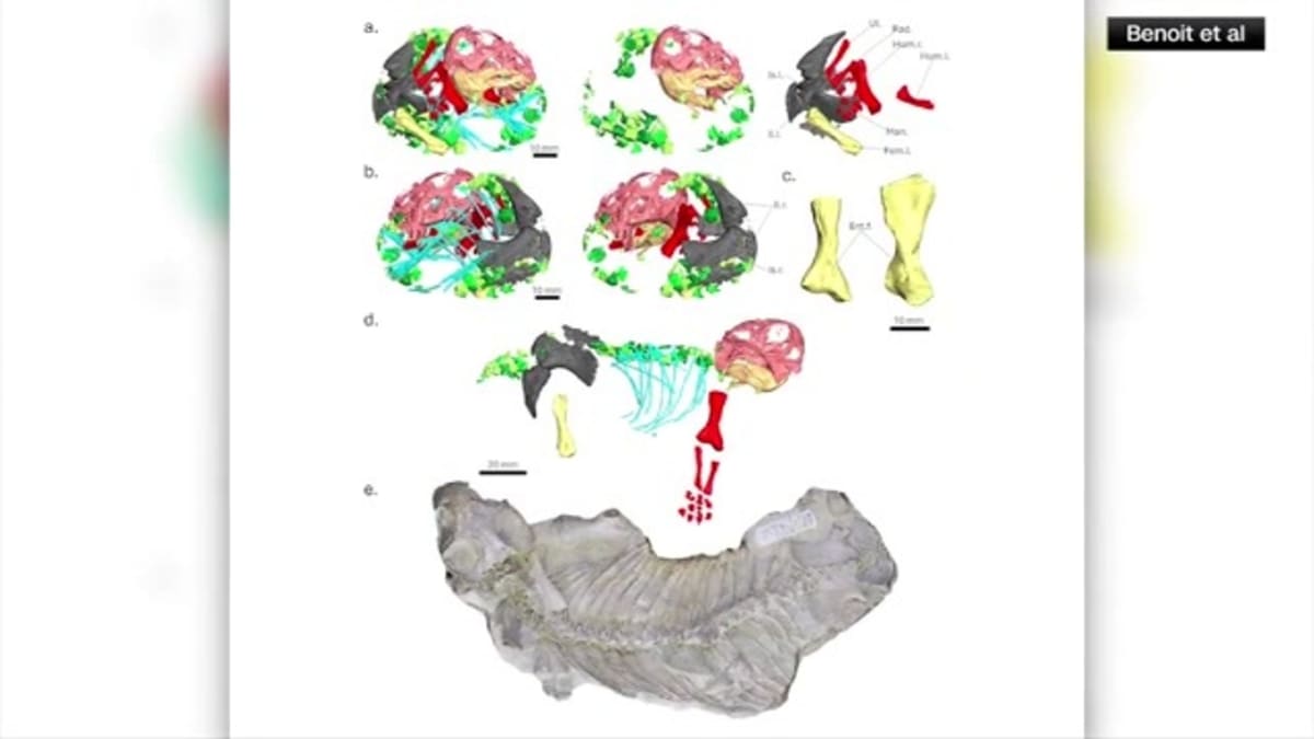 250-Million-Year-Old Fossil Reveals Mammal Egg Mystery