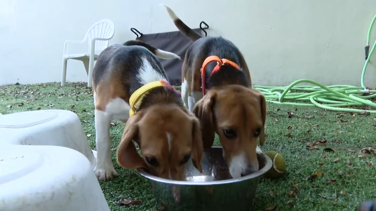 Volunteer holding brown and white beagle rescued from research facility at Florida animal shelter