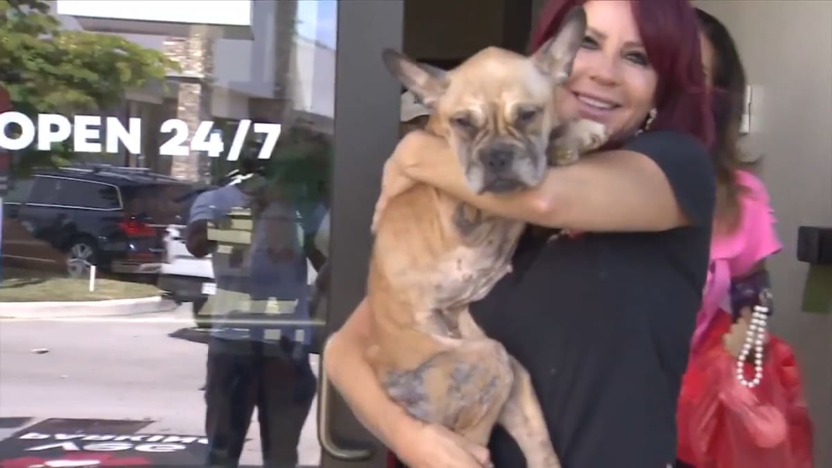 French bulldog puppy Miracle recovering at animal hospital with medical staff support