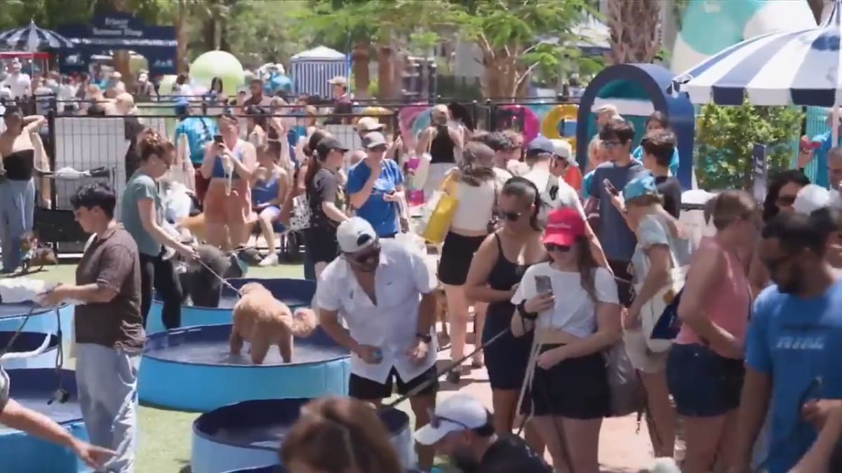 Hundreds of happy dogs splashing together in large pool at Miami park