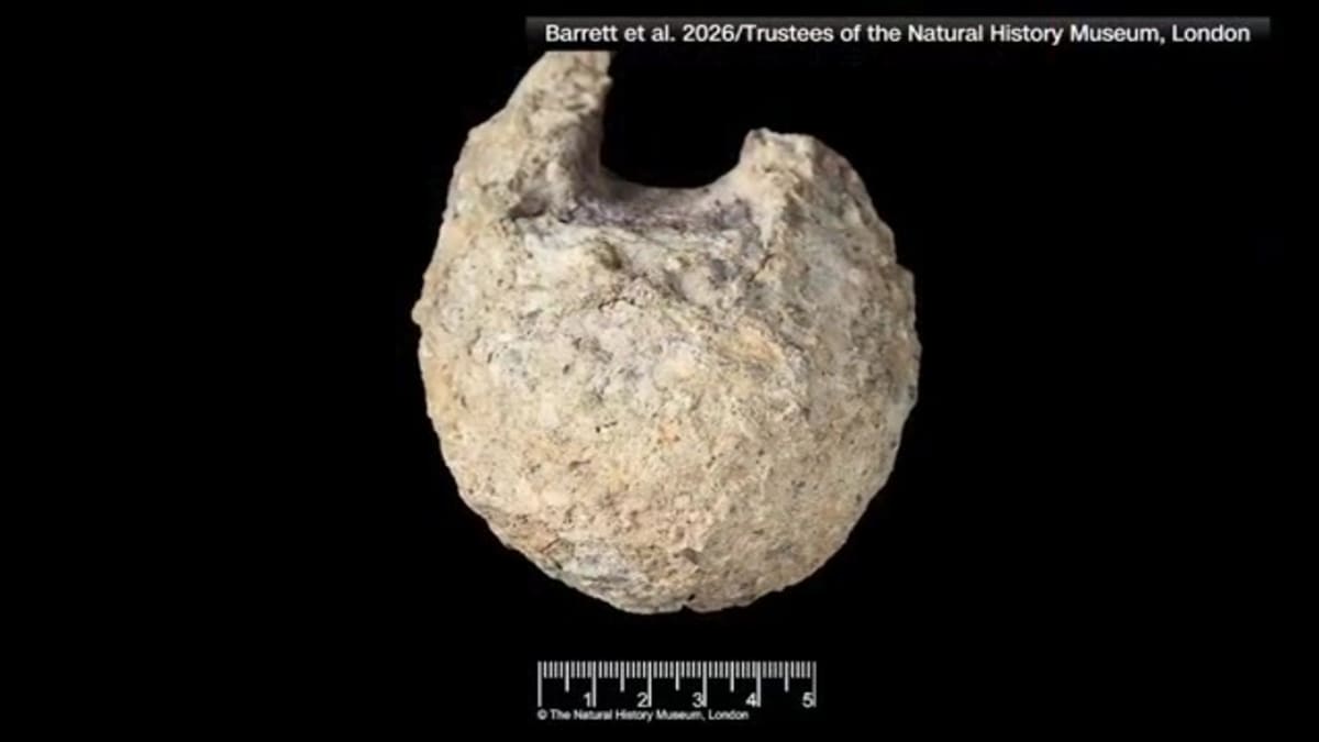 Small fossilized vertebra bone from Titanosaur dinosaur discovered in Antarctica decades ago
