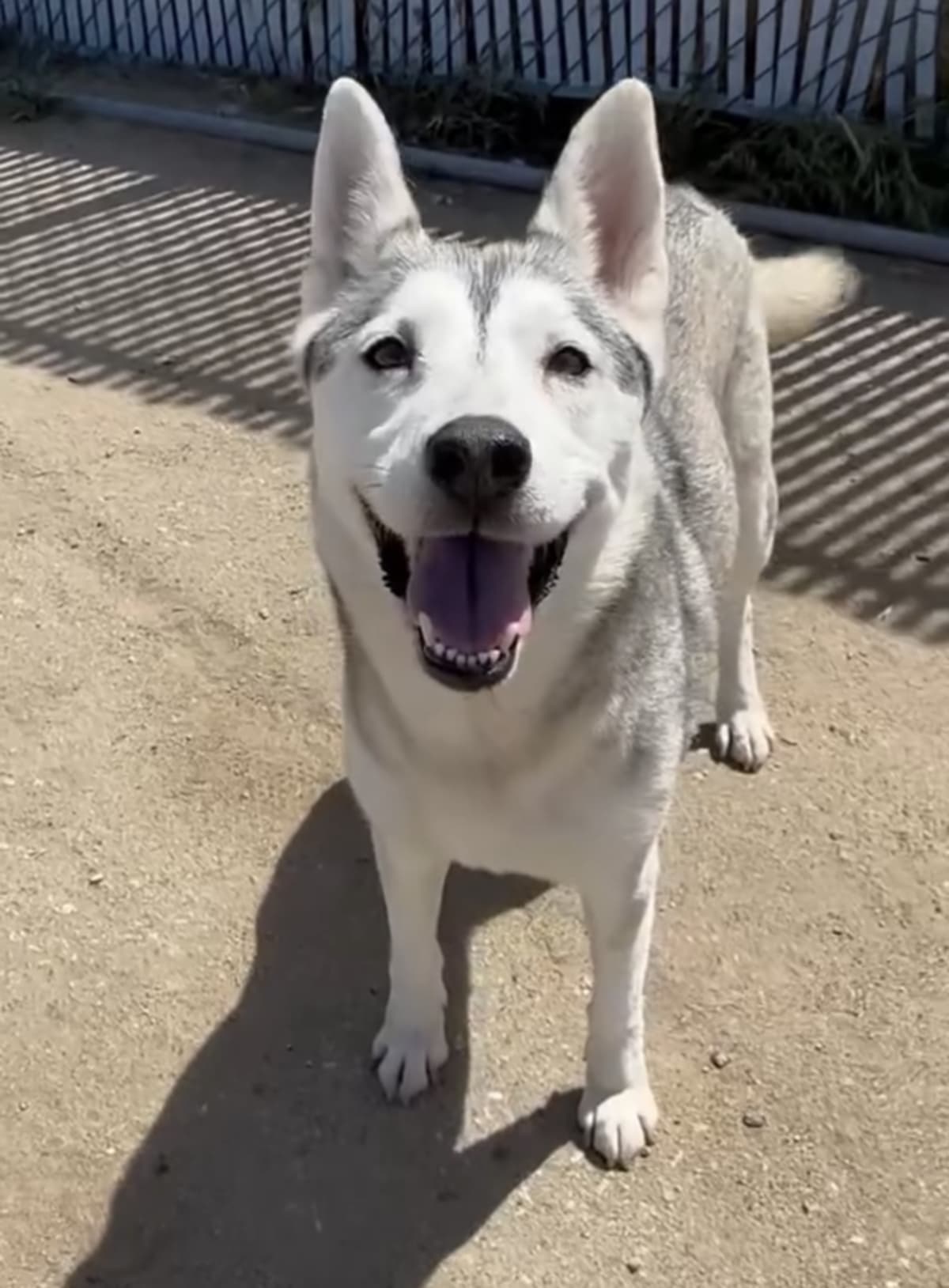 Neighbors Use Nextdoor App to Save At-Risk Shelter Pets