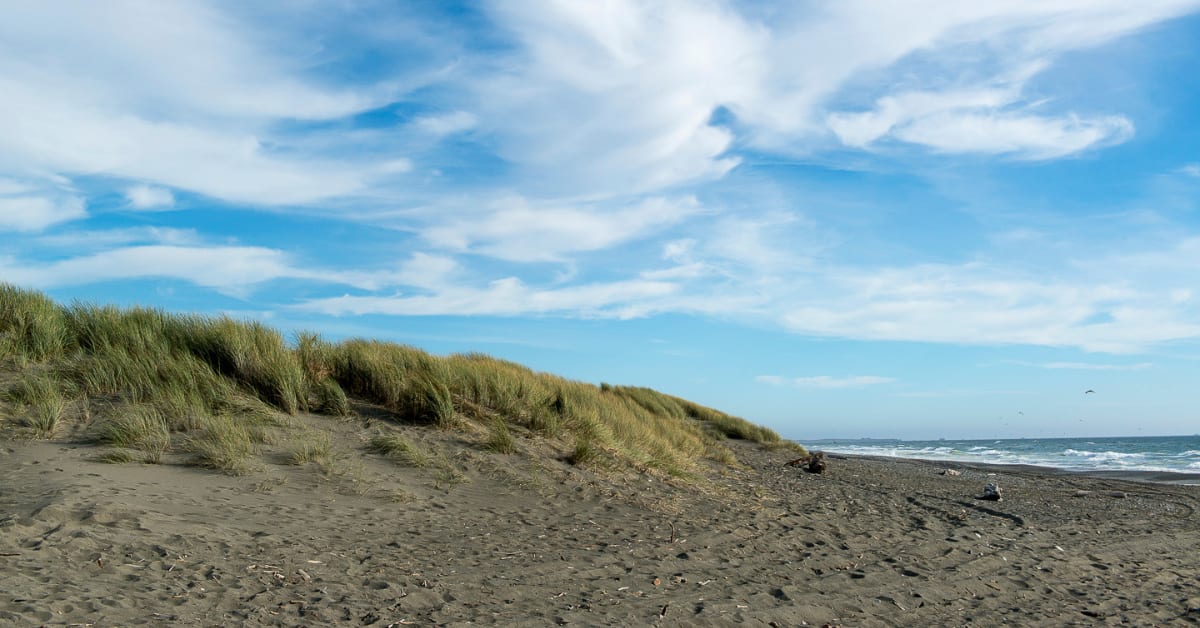 Volunteers pulling European beachgrass from sandy coastal dunes on California's North Coast