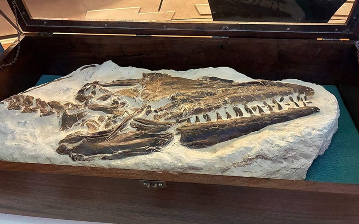Twelve-year-old boy stands beside large prehistoric Tylosaurus fossil skull display in wooden case