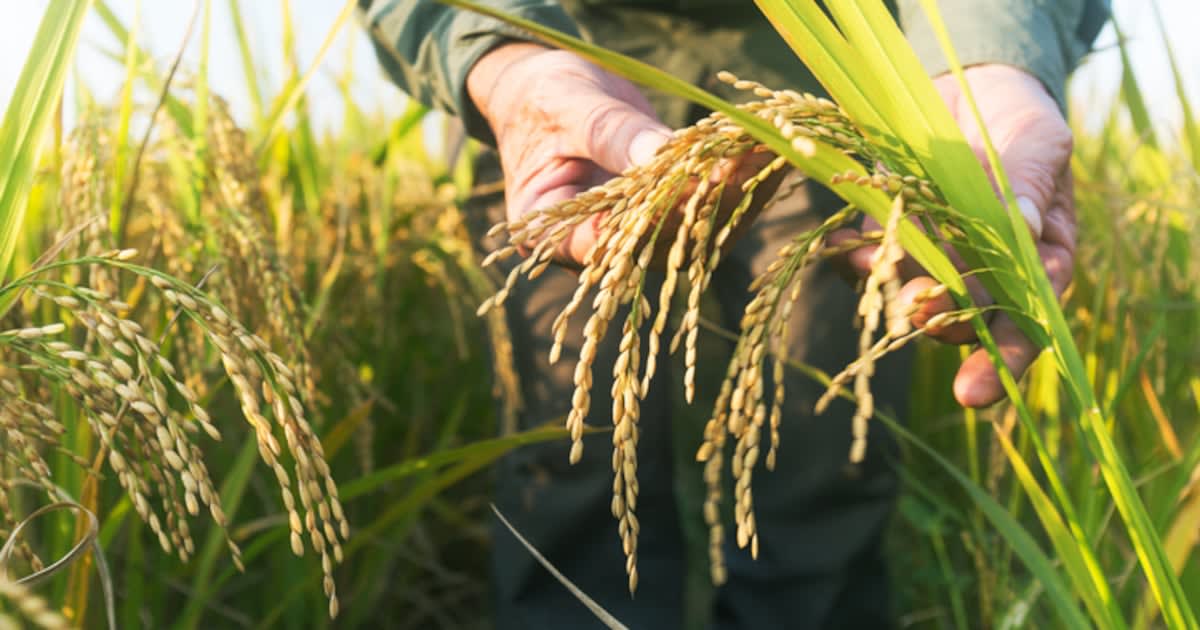 Vietnam's Rice Revolution: From Volume to Value
